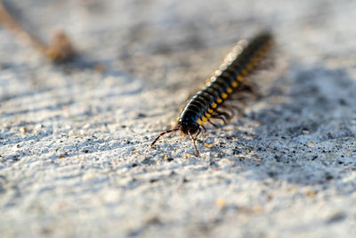 Close-up of insect