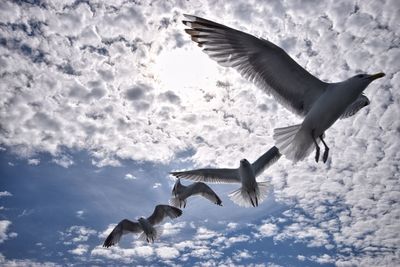 Low angle view of seagulls flying against sky