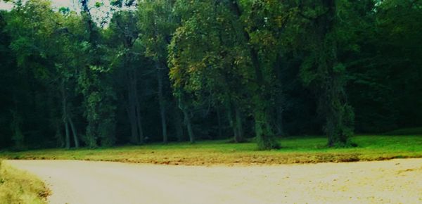 Empty road along trees in forest