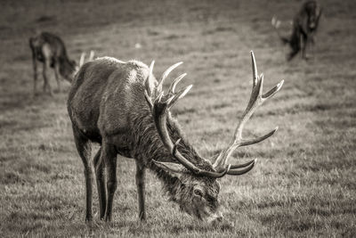 Deer standing on field