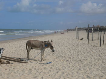 View of beach against the sky