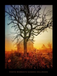 Silhouette bare tree on field against sky at sunset