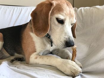 Close-up portrait of dog relaxing on bed at home