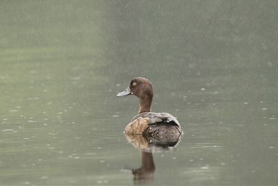 Duck swimming in a lake