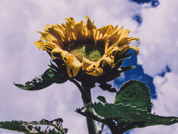 Close-up of sunflower against sky