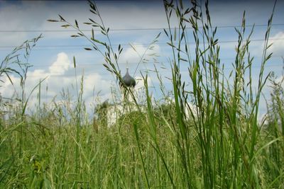 Plants growing on field