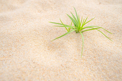 High angle view of grass growing at beach