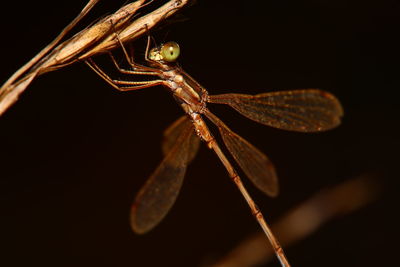 Close-up of insect on plant at night