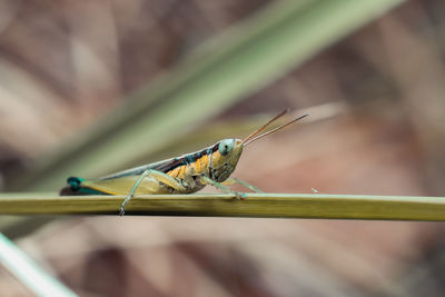 Close-up of insect on leaf