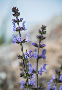 Close-up of purple flowering plant