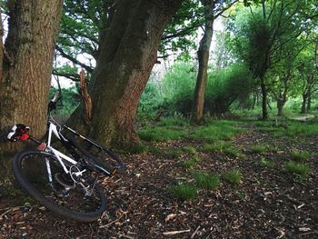 Man cycling on tree in forest