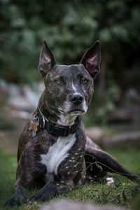 Portrait of dog lying on grass