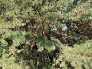 High angle view of trees growing on field