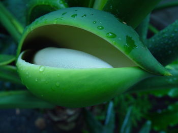 Close-up of bud growing on plant