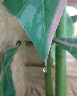 Close-up of insect on plant