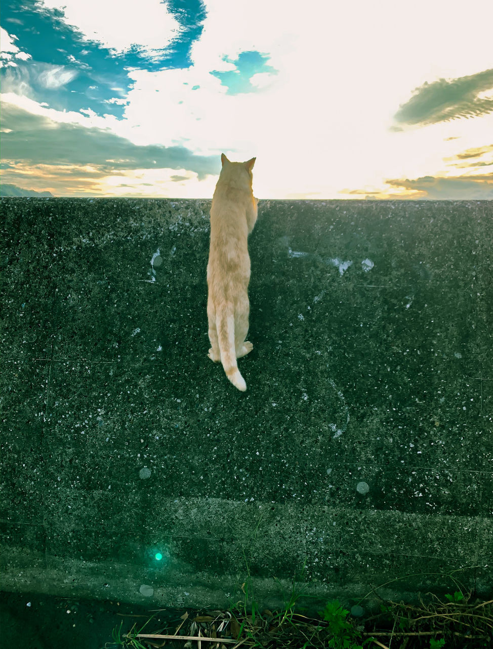 CAT LOOKING AWAY ON ROCK