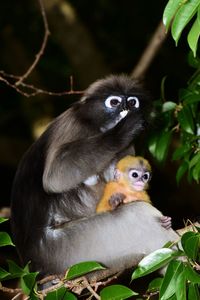 Monkey sitting on a plant