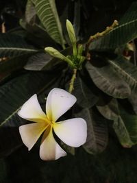 High angle view of frangipani flower