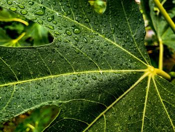 Close-up of wet leaf