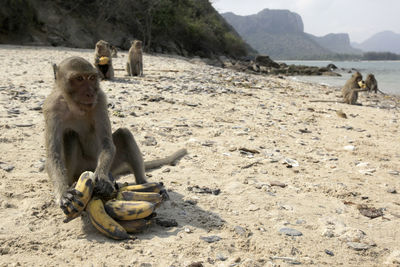 Monkeys sitting at beach