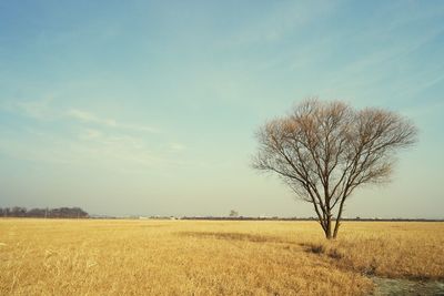 Scenic view of agricultural field against clear sky