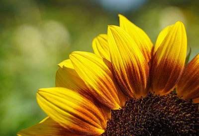 Close-up of sunflower