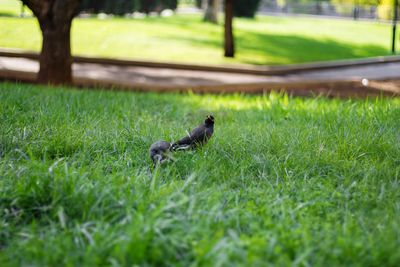 Side view of a bird on field