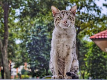 Portrait of cat against trees