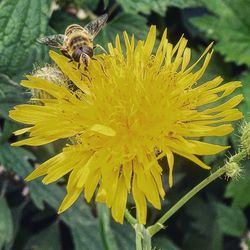 Close-up of honey bee on sunflower