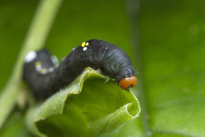 Close-up of insect on leaf