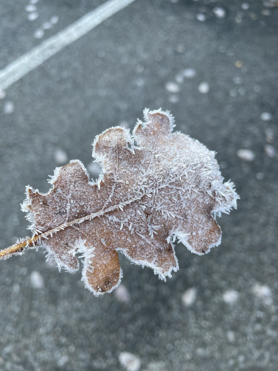 CLOSE-UP OF FROZEN LEAVES