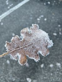 Close-up of frozen plant