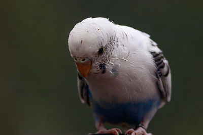 Close-up of parrot perching on branch