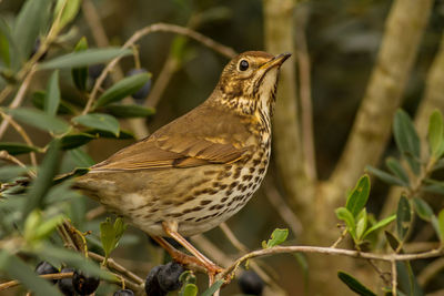 Close-up of a bird perching on branch