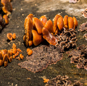 High angle view of mushrooms on field