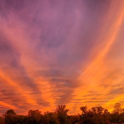 Low angle view of silhouette trees against orange sky