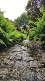 Footpath amidst trees in forest