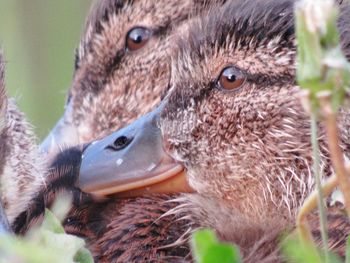 Close-up of young bird