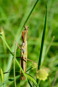 Close-up of insect on plant