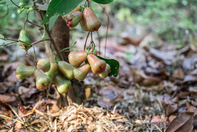 Close-up of fruits growing on field