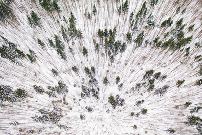 Full frame shot of trees during winter