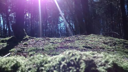 Sun shining through trees in forest