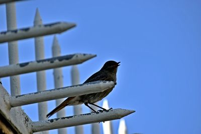 Low angle view of bird perching against clear blue sky