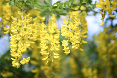 Close-up of yellow flowering plant