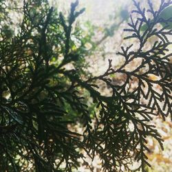 Low angle view of trees