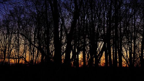 Silhouette trees in forest against sky at sunset