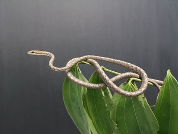 Close-up of fresh green plant