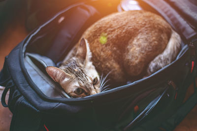 High angle view of cat sleeping