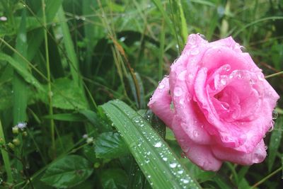 Close-up of wet pink flower in rainy season
