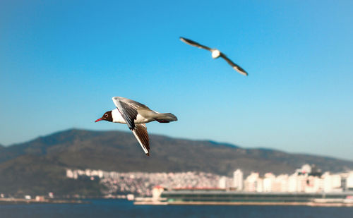 Seagull flying over sea against clear blue sky